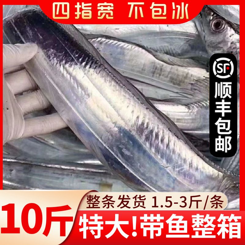 深海珍馐 特大全条野生小眼刀鱼，鲜冻直达的美味盛宴