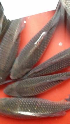 湖南娄底市鲜活水产品市场探析 供应链、价格趋势与采购指南