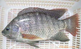 冷冻粗加工水产品市场解析 批发渠道、价格因素与行业展望