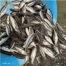鲈鱼苗养殖与鲜肉批发市场的深度解析