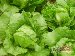 区域报告之惠济区 区位优势明显，潜力无限，鲜肉批发产业蓬勃发展